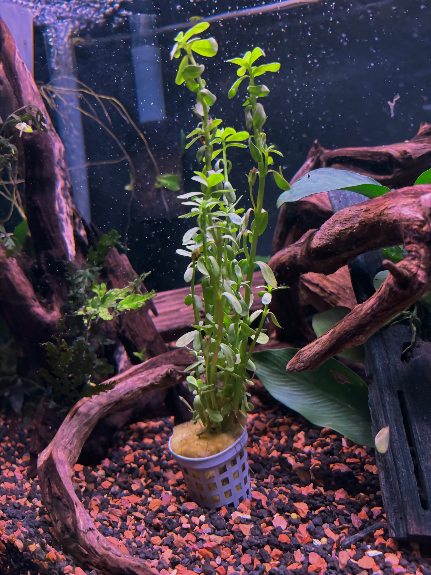 Bacopa Monnieri