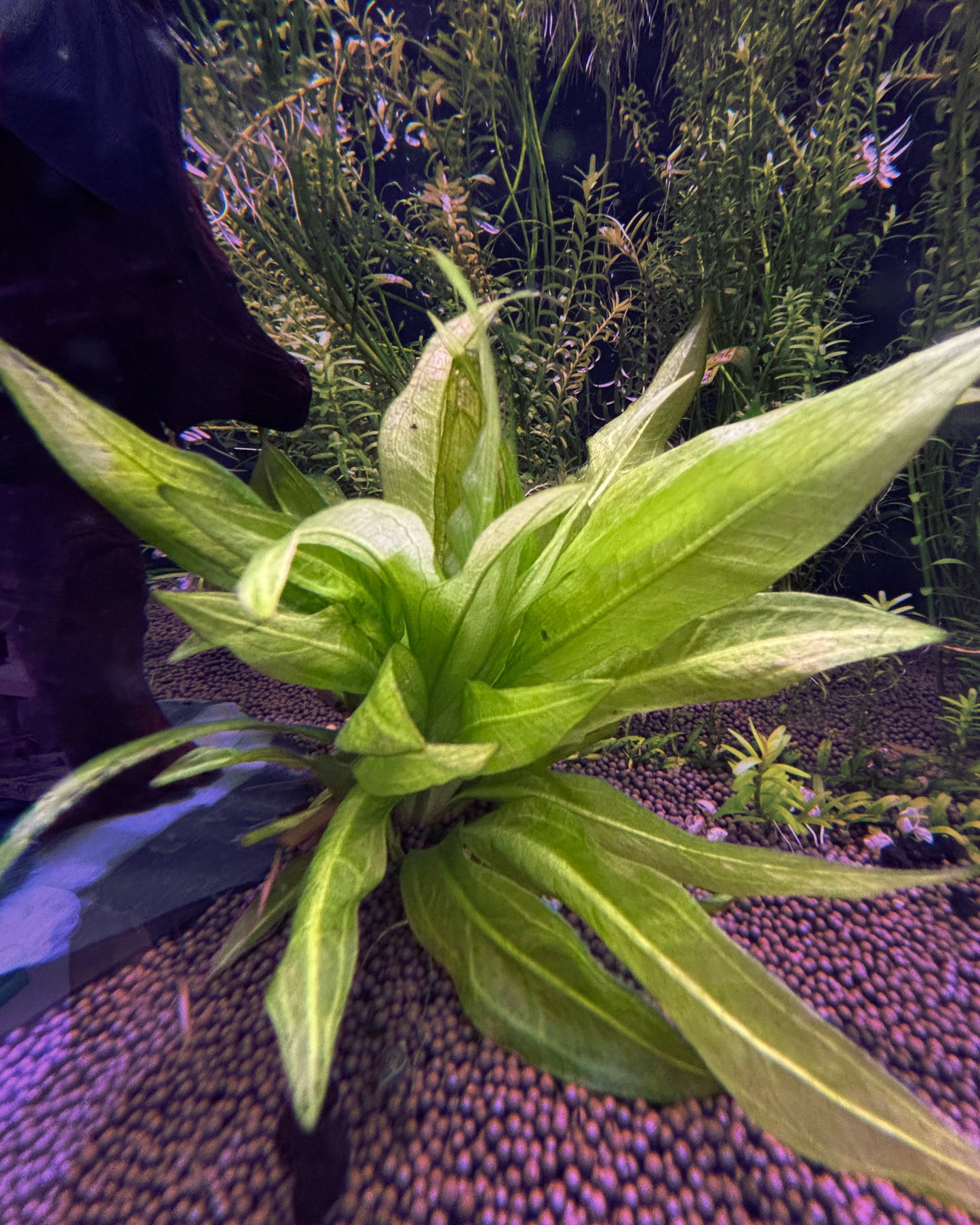 Aquatic plant in an aquarium setting with gravel and water plants in the background