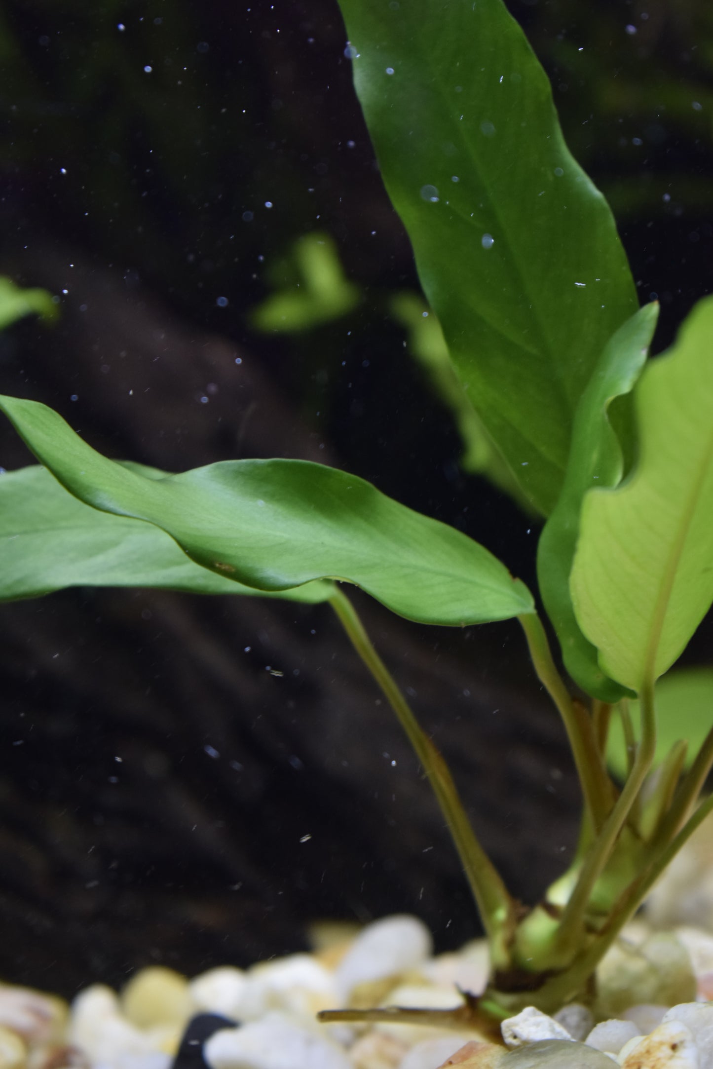 Anubias Barteri var. "Minima"