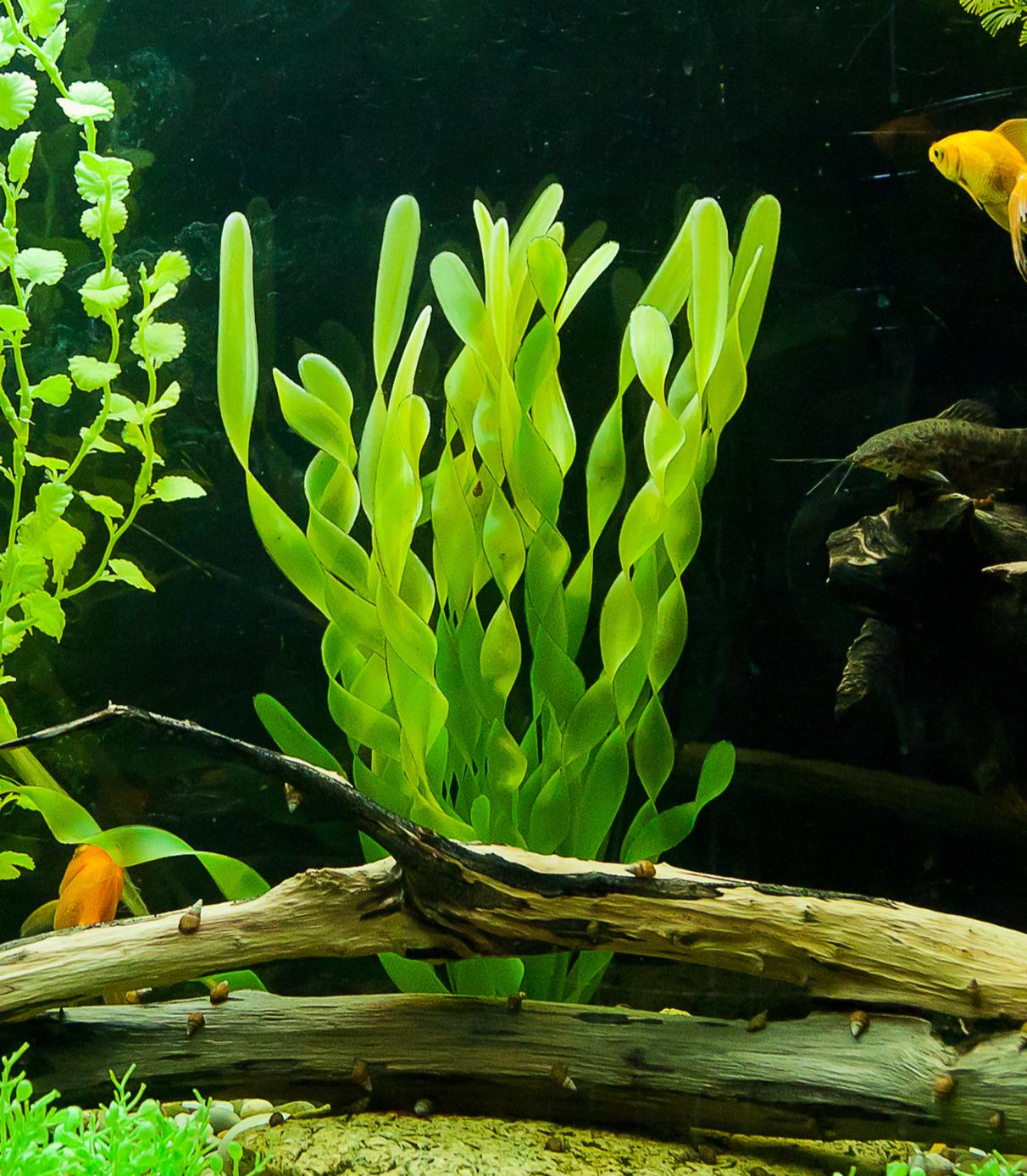 Vallisneria Americana "Corkscrew"