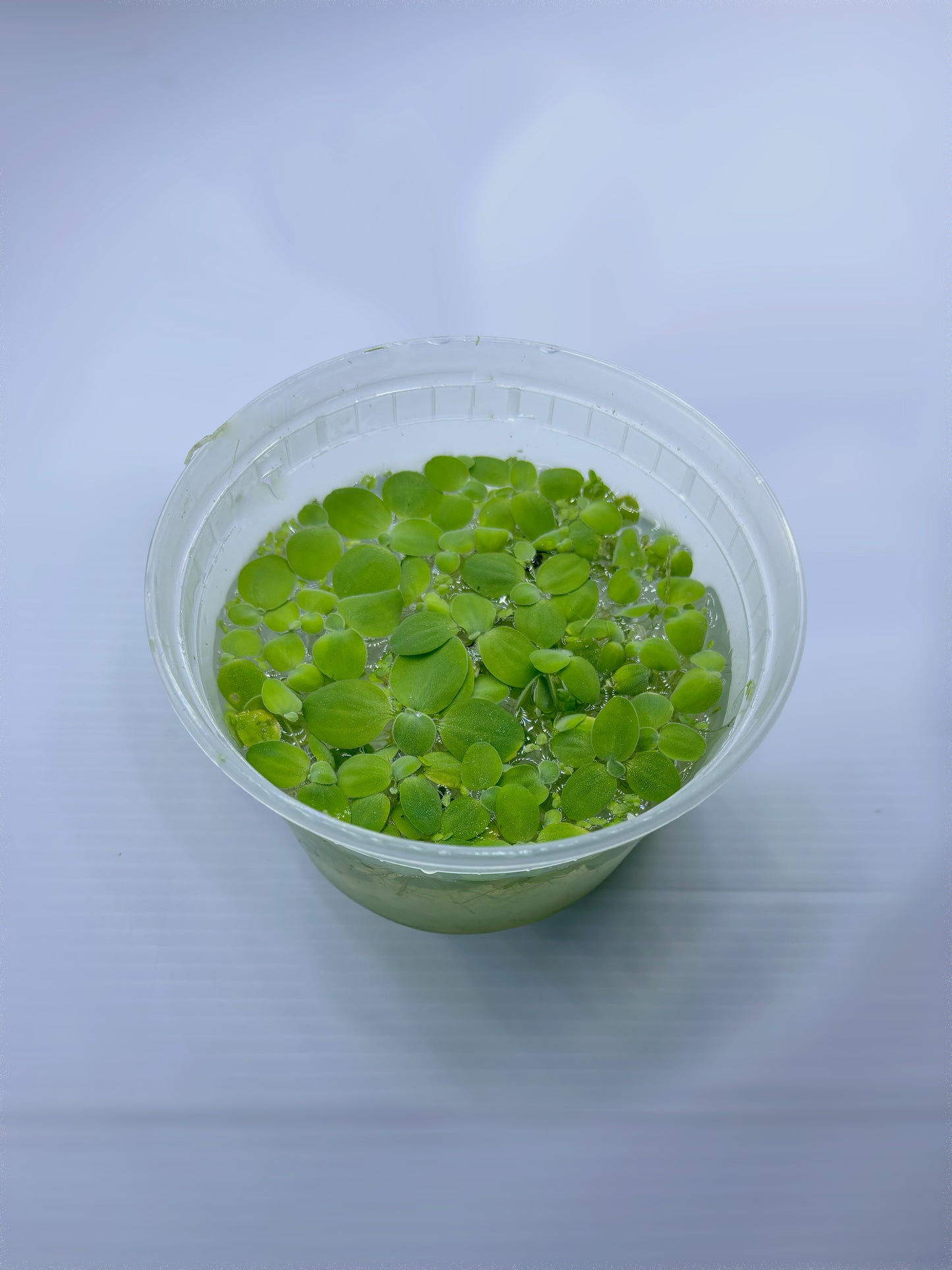 Dwarf Water Lettuce - Pistia Stratiotes