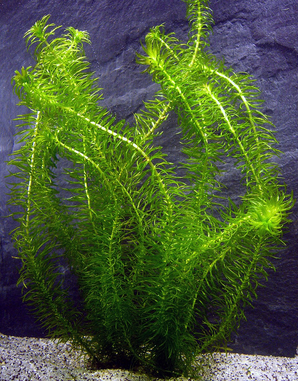 Anacharis Najas