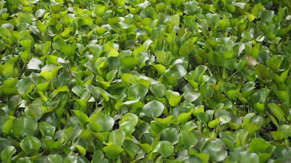 Water Hyacinth, Pontederia crassipes