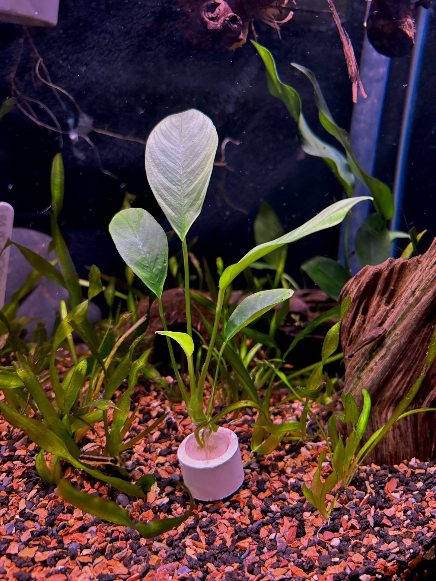Anubias Congensis