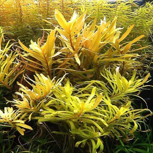Nesaea Pedicellata var. Golden