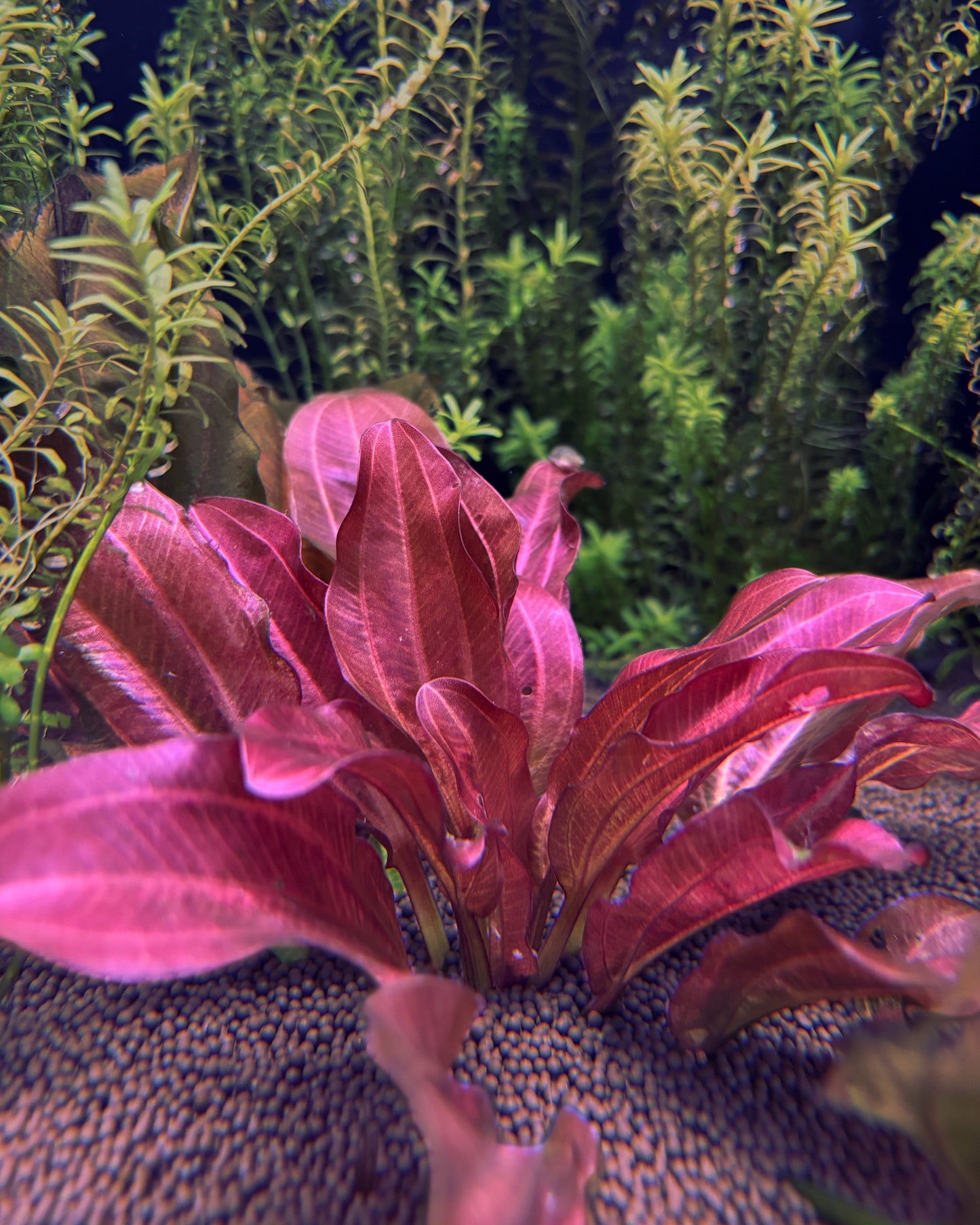 Pink aquarium plant with green aquatic plants in the background