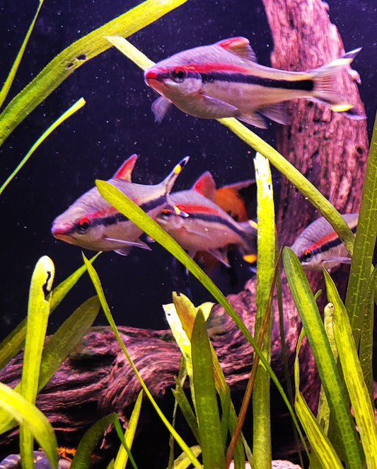 Rosaline Sharks