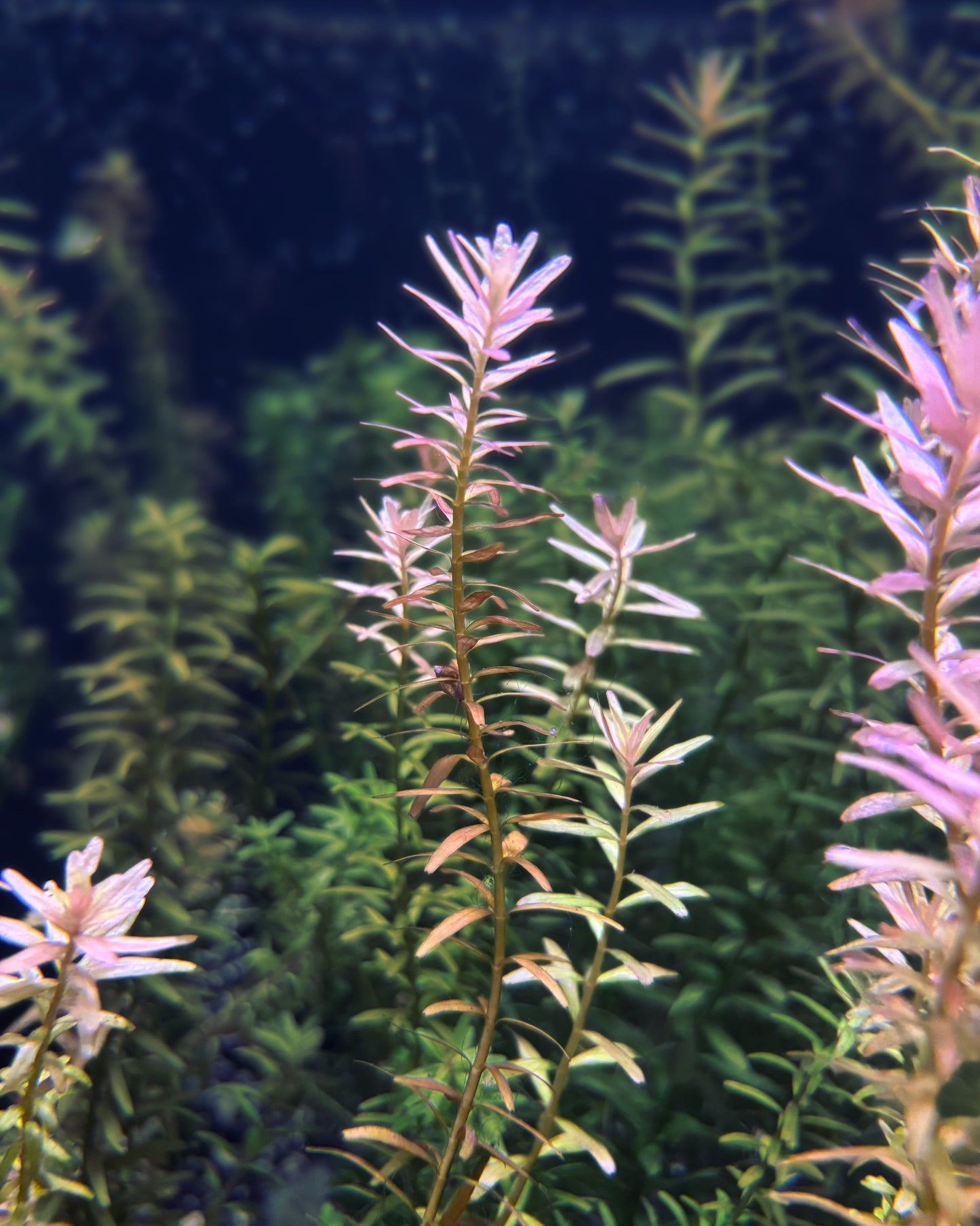 Aquatic plants with pinkish flowers and green leaves in a tank setting.