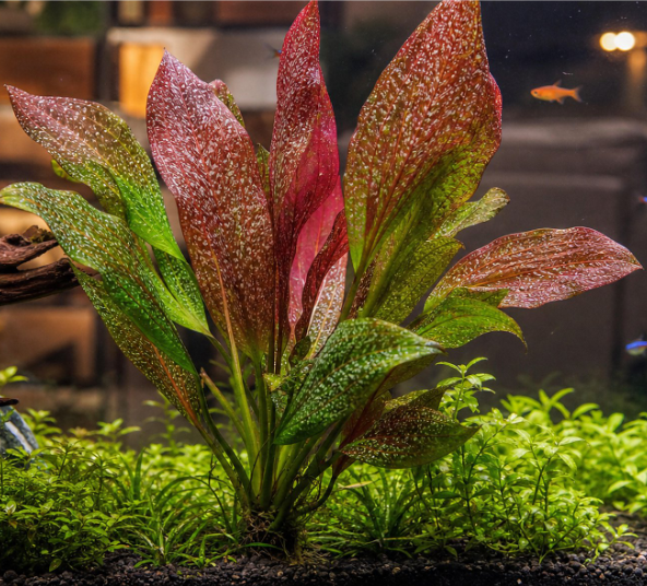 Echinodorus sp. "Rose Sparkle Sword"