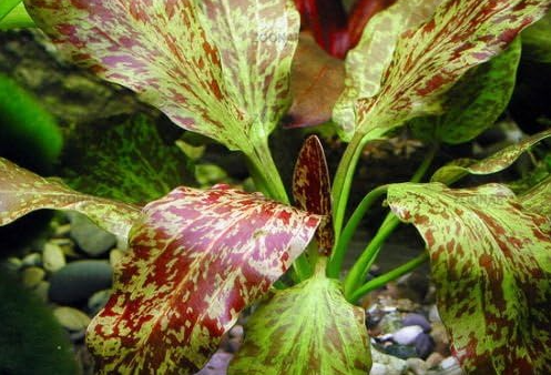 Echinodorus Sp. "Red Flame"