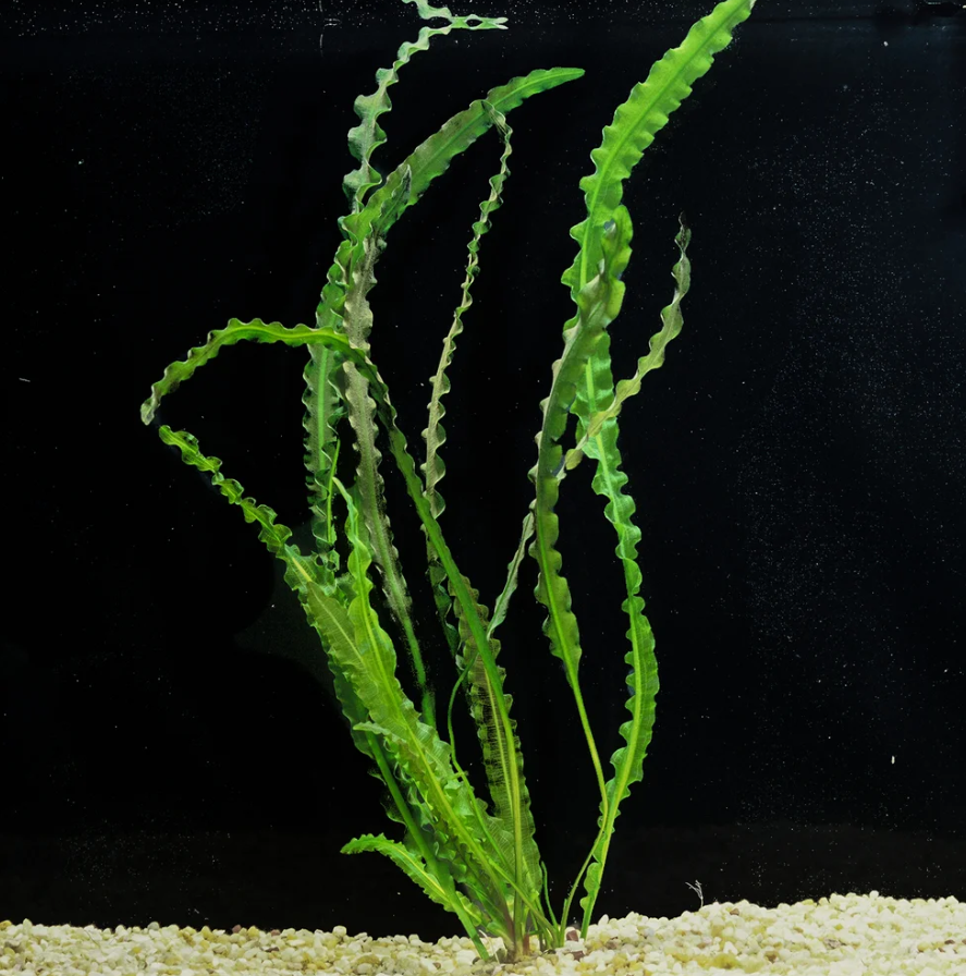 Aponogeton Longiplumosis