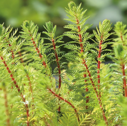 Myriophyllum Brasillensis, Red-Stem Parrotfeather