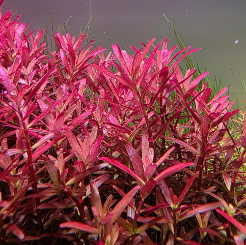 Rotala Rotundifolia var. "Blood Red"