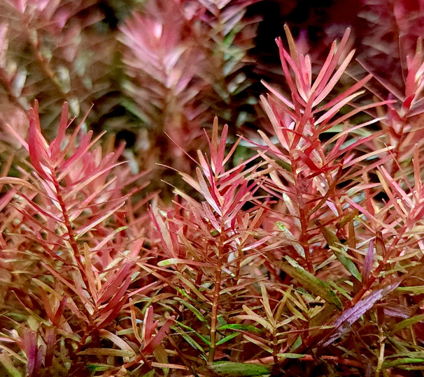 Rotala Rotundifolia var. "Vietnam H'ra"