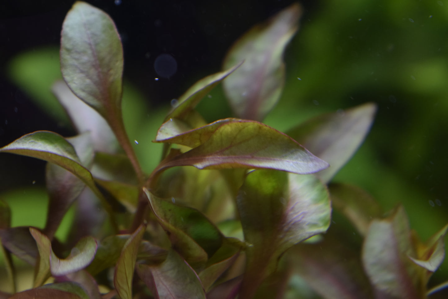 Alternanthera Bettzickiana "Red"
