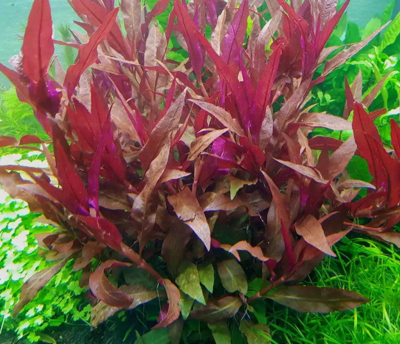 Alternanthera Reineckii