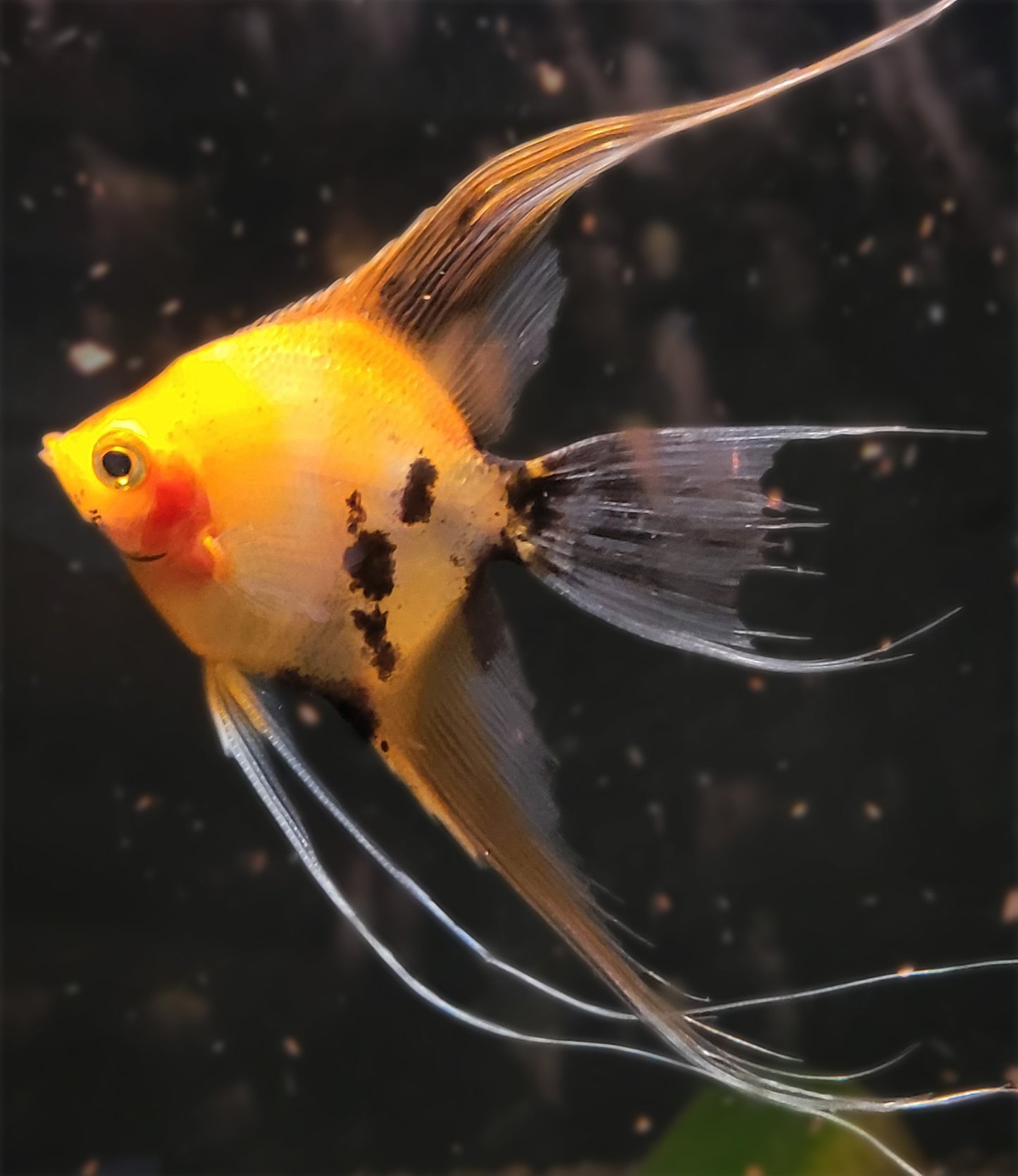 Red Devil Angelfish