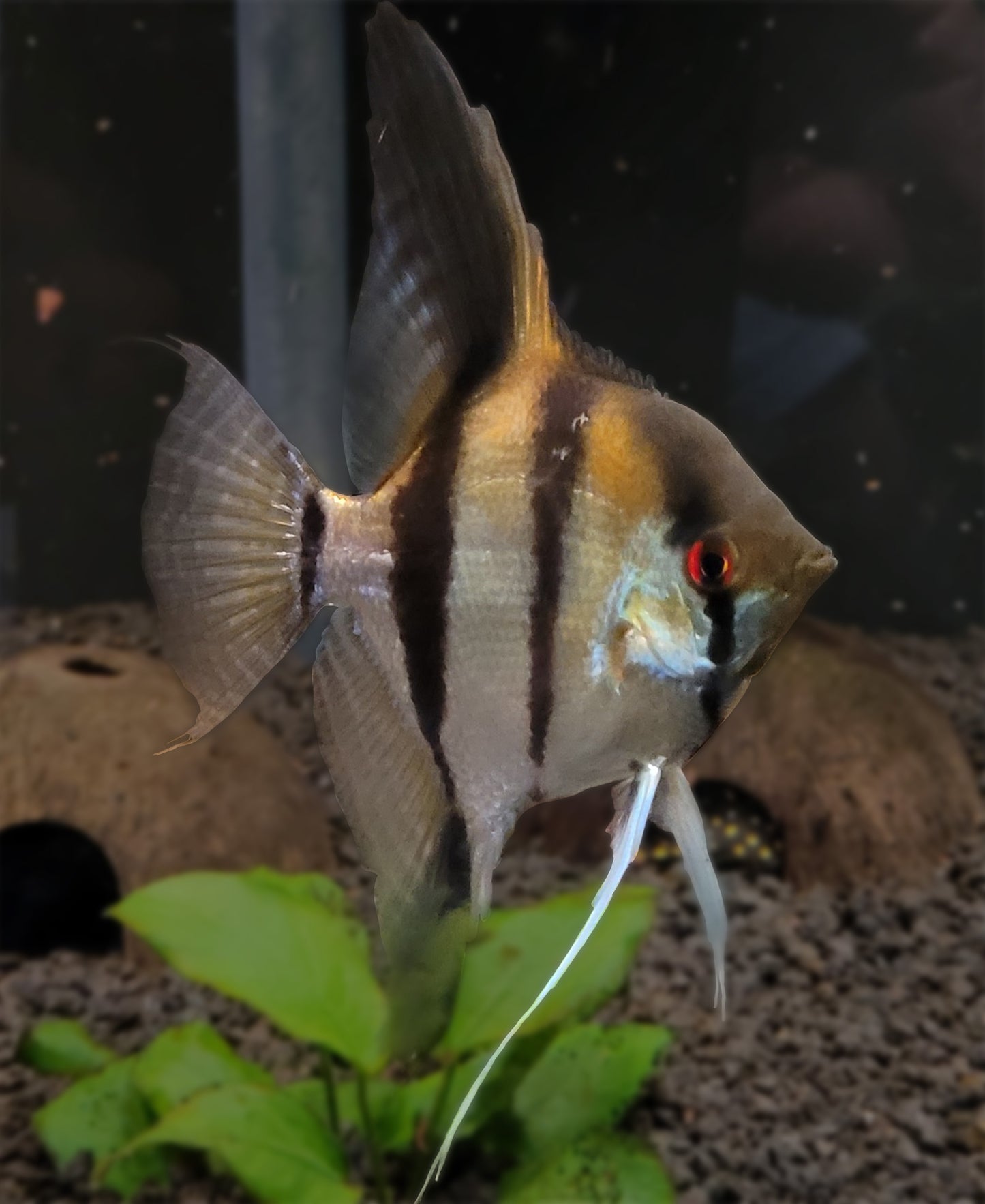 Angelfish