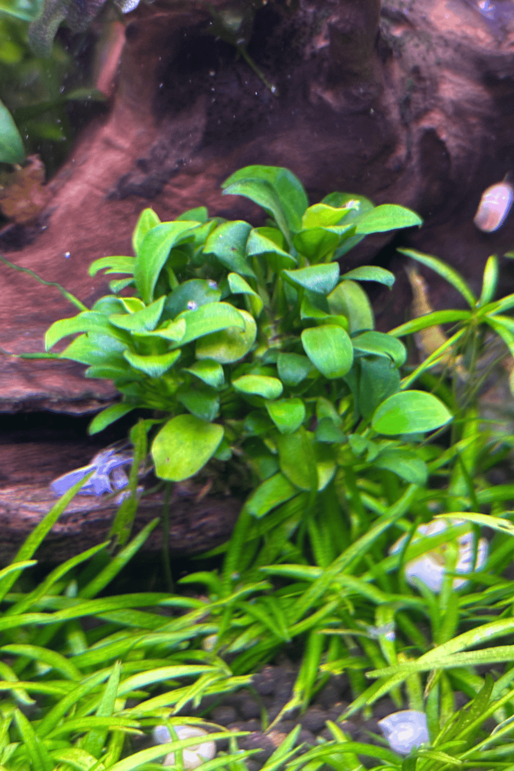 Anubias Barteri var. "Nana"