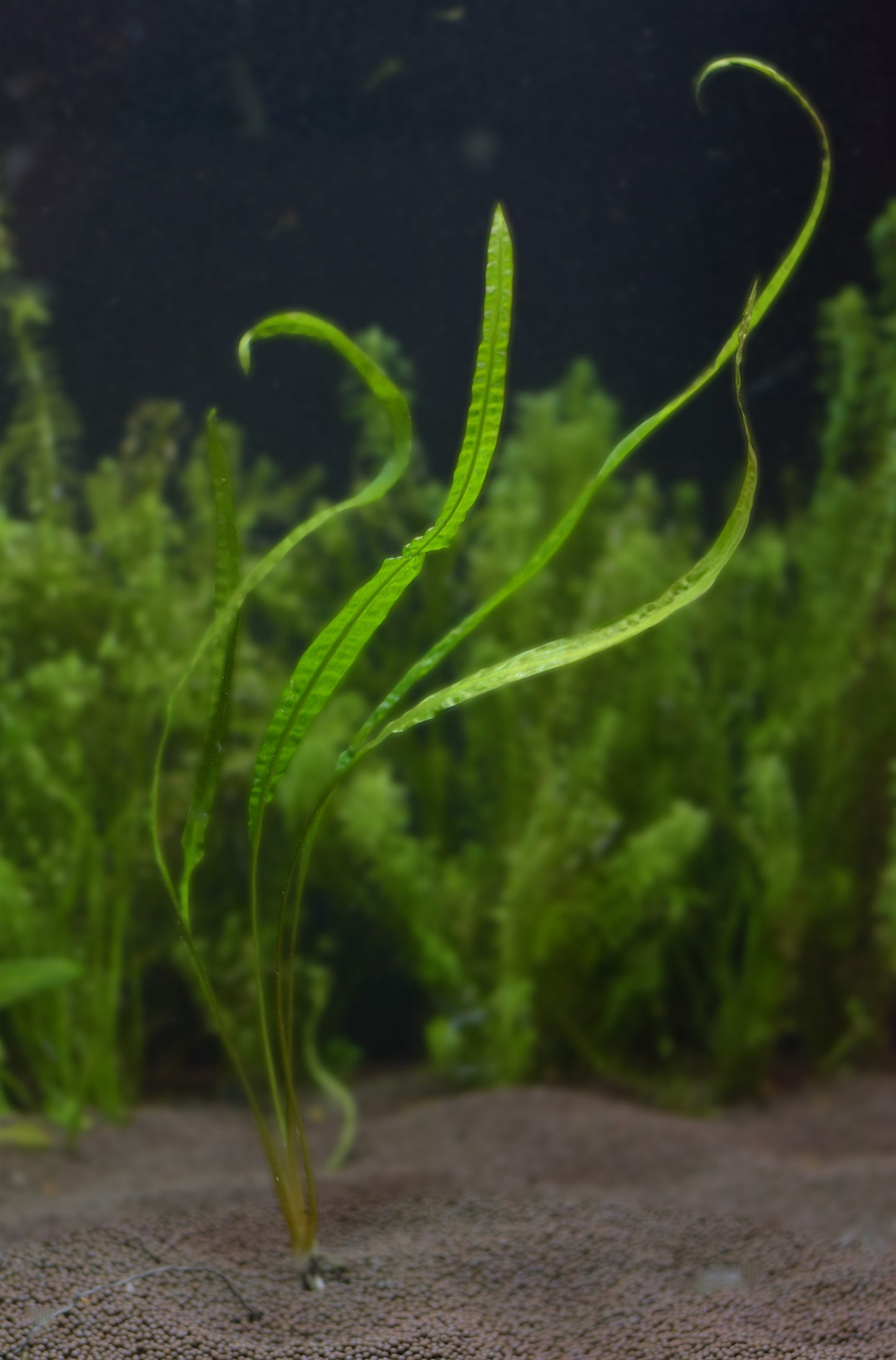 Aponogeton Crispus