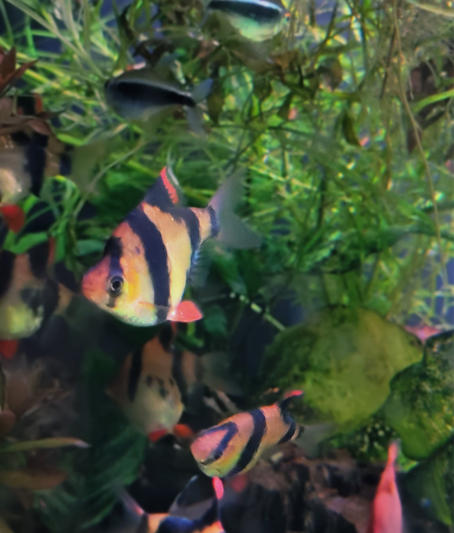 Tiger Barb