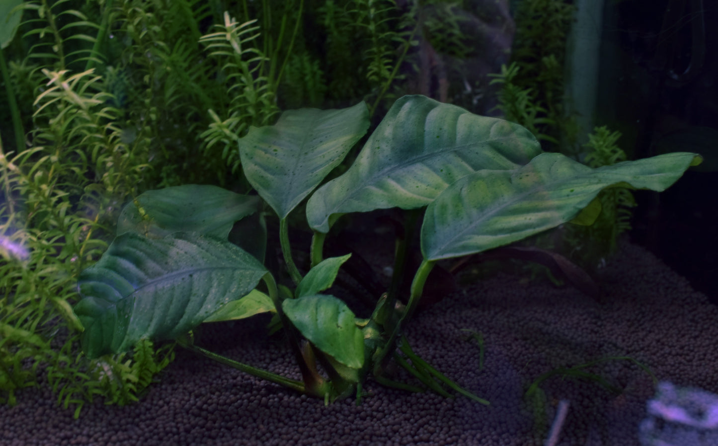 Anubias Barteri Var. "Coffeefolia"