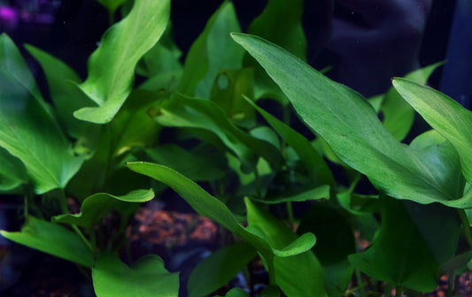 Large Anubias Hastifolia