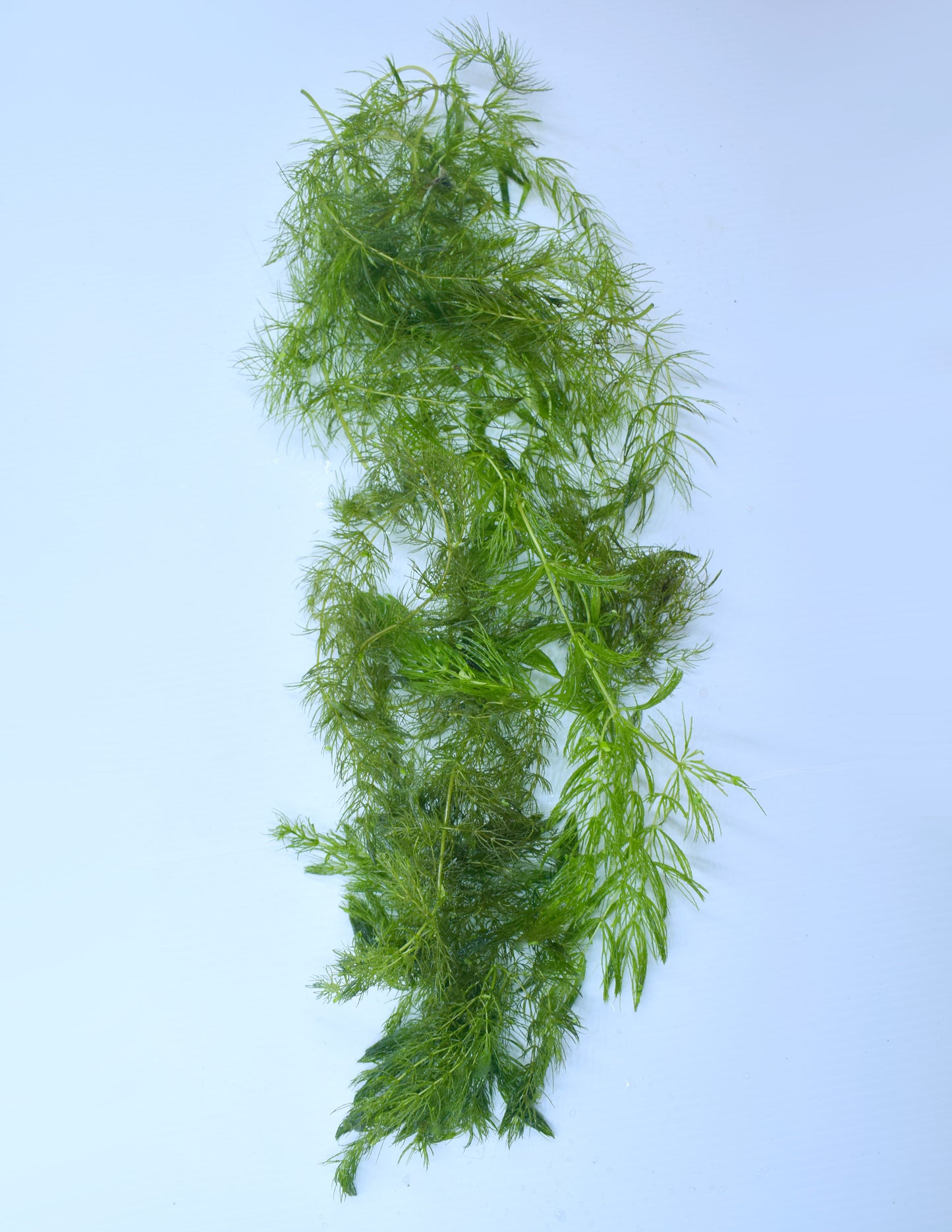 Ceratophyllum Demersum, "Hornwort"
