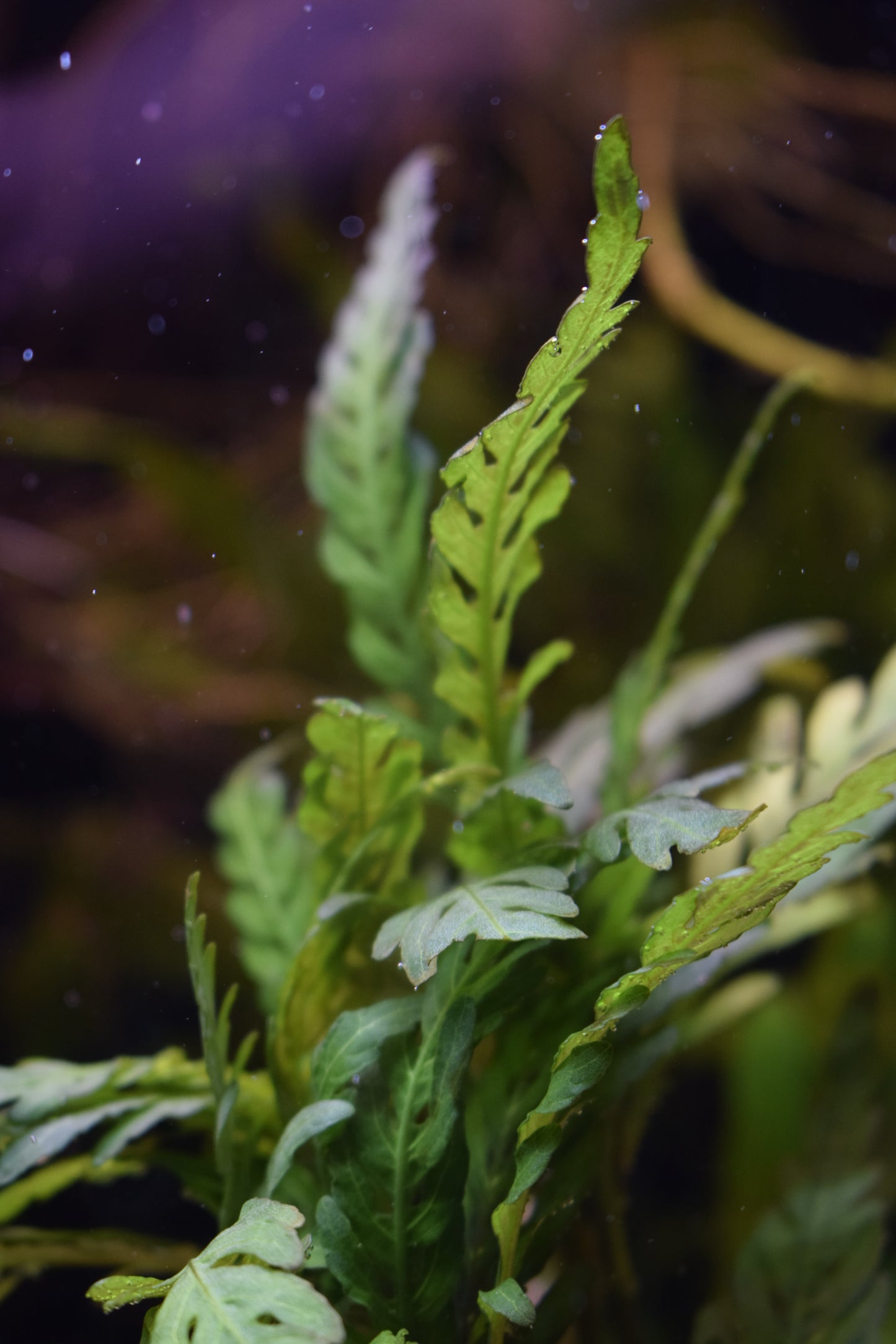 Hygrophila Pinnatifida