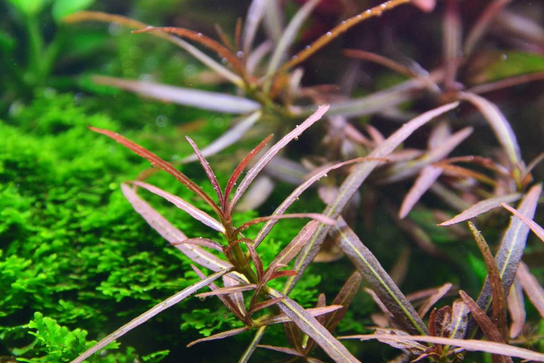 Hygrophila Lancea "Araguaia"