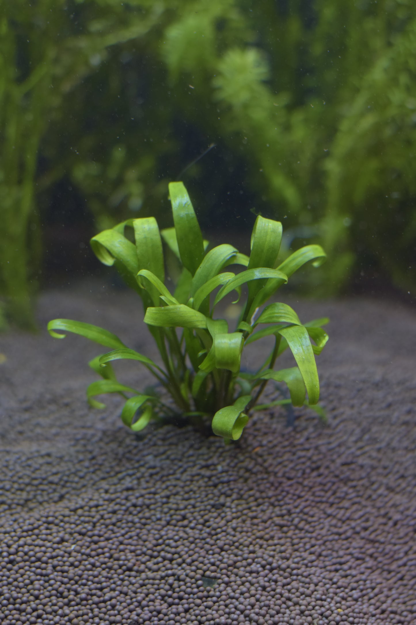 Cryptocoryne Lutea