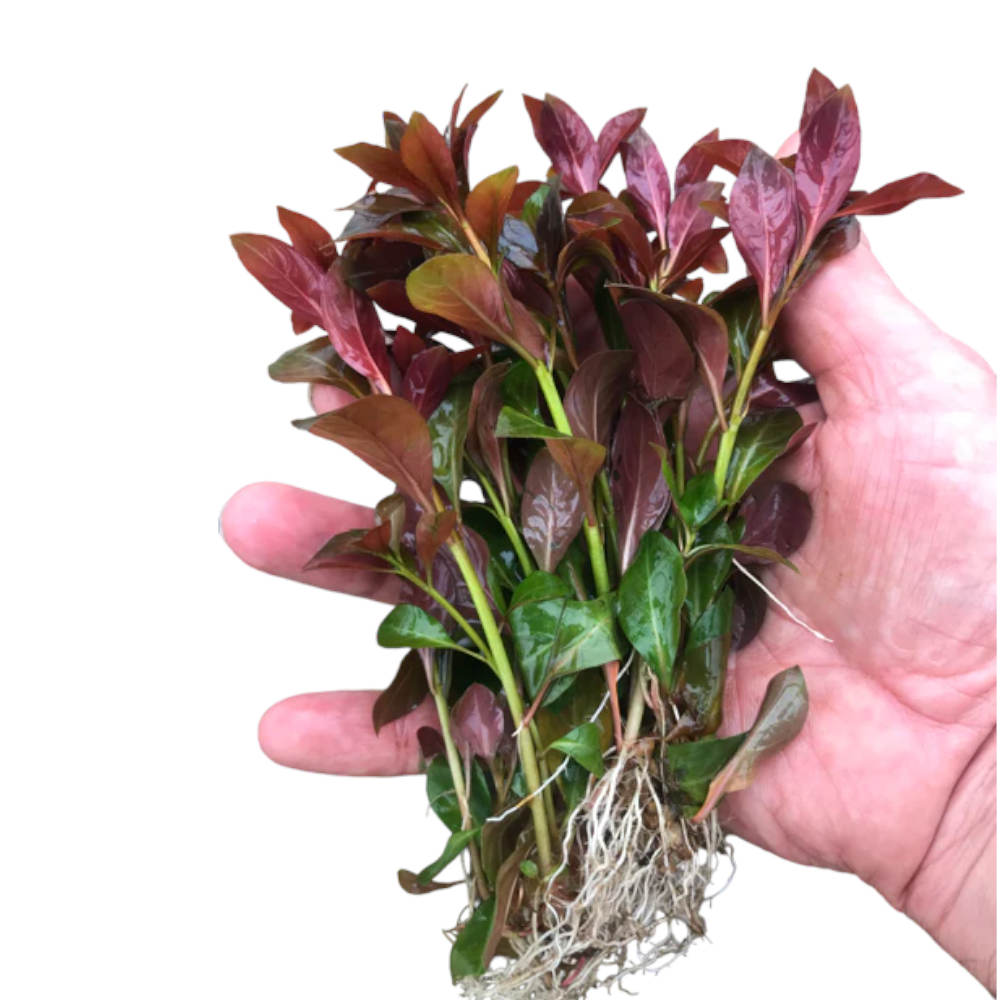 Ludwigia Repens var. "Dark Red"