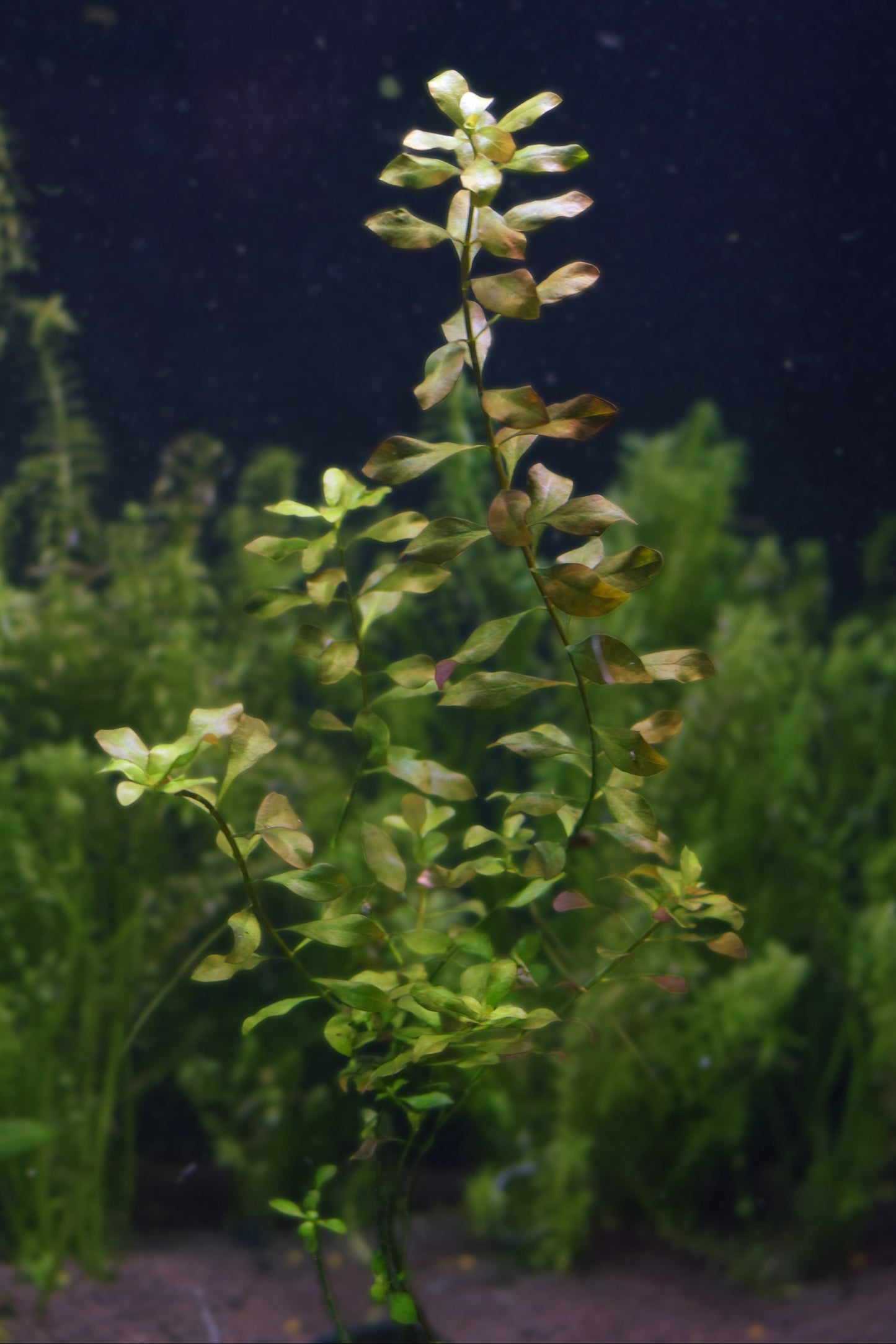 Ludwigia Repens var. "Broad Leaf"