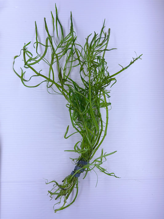 Pogostemon Stellatus