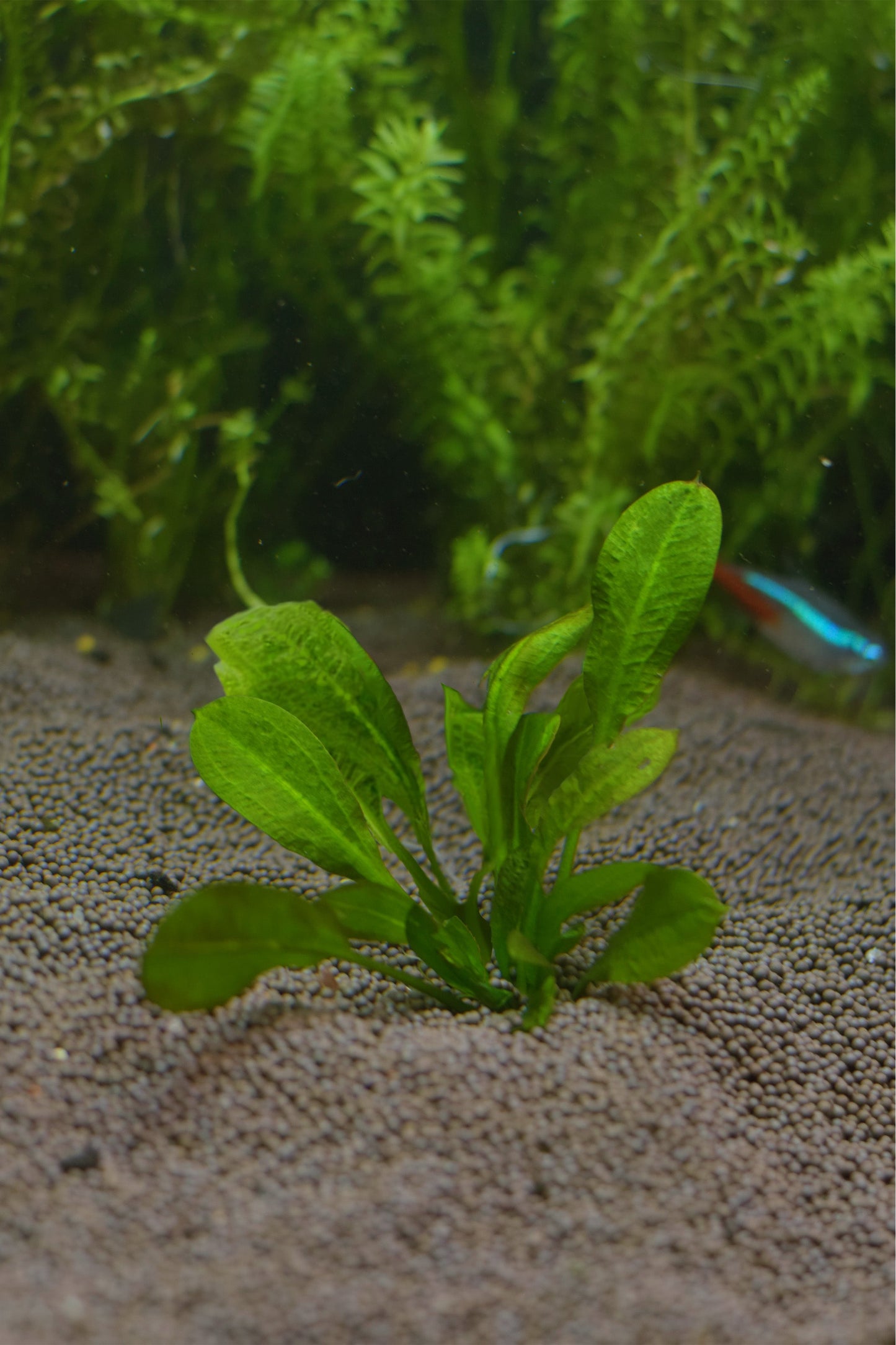Echinodorus Parviflorus