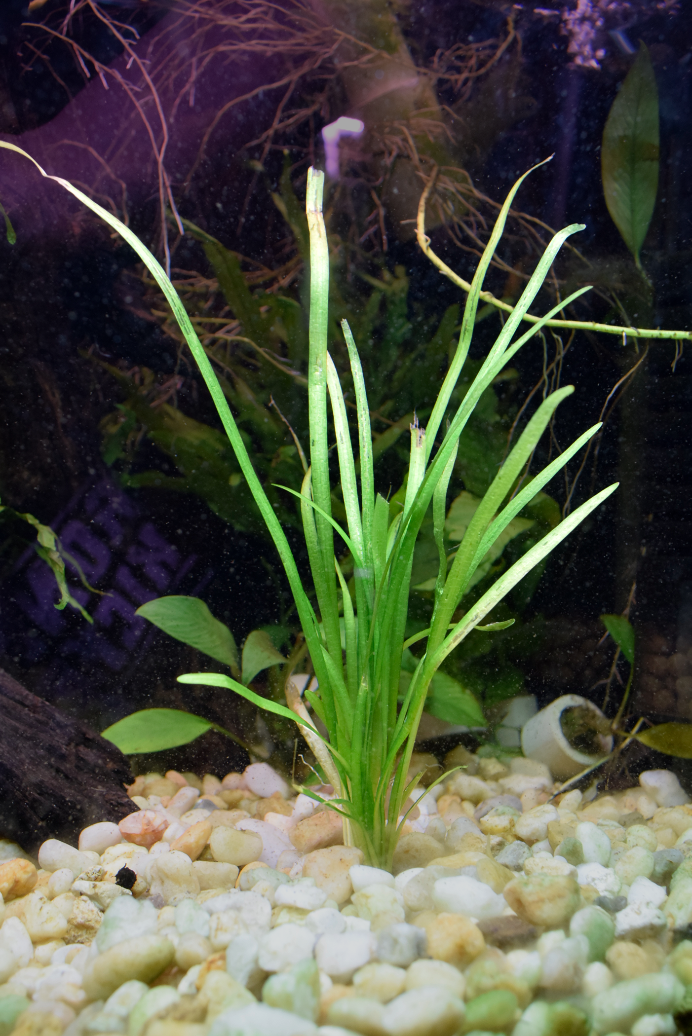 Sagittaria Pusilla "Narrow"