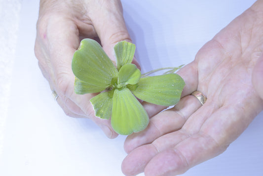 Large Water Lettuce - Pistia Stratiotes