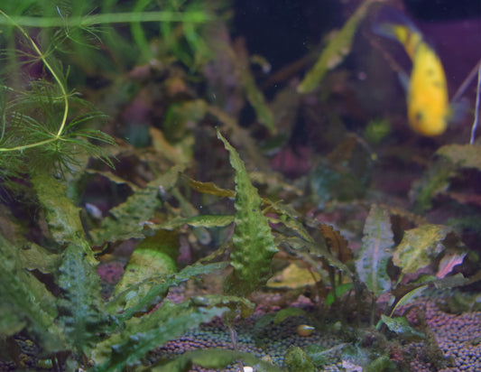 Cryptocoryne Wendtii var. "Bronze"