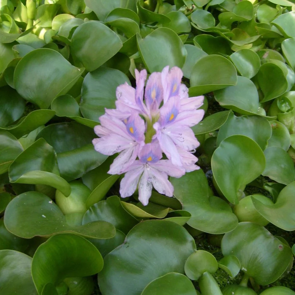 Water Hyacinth, Pontederia crassipes