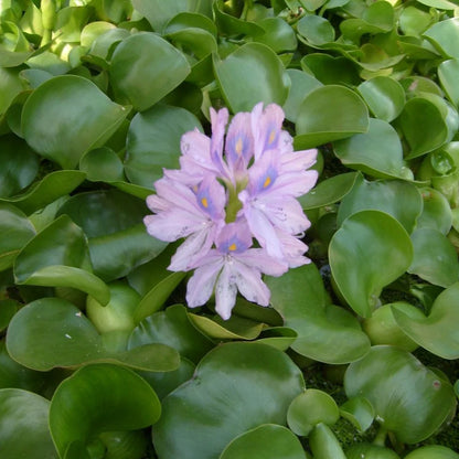 Water Hyacinth, Pontederia crassipes