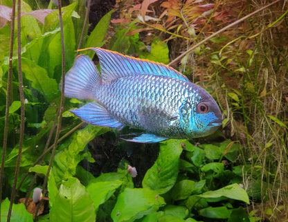 Electric Blue Acara