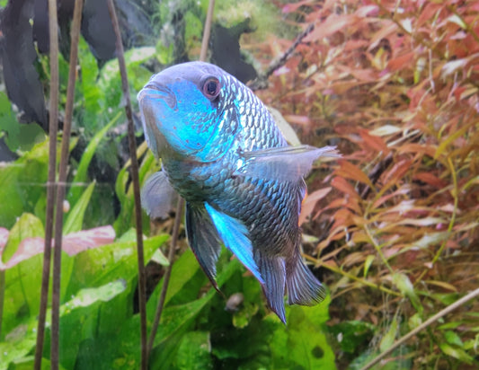 Electric Blue Acara