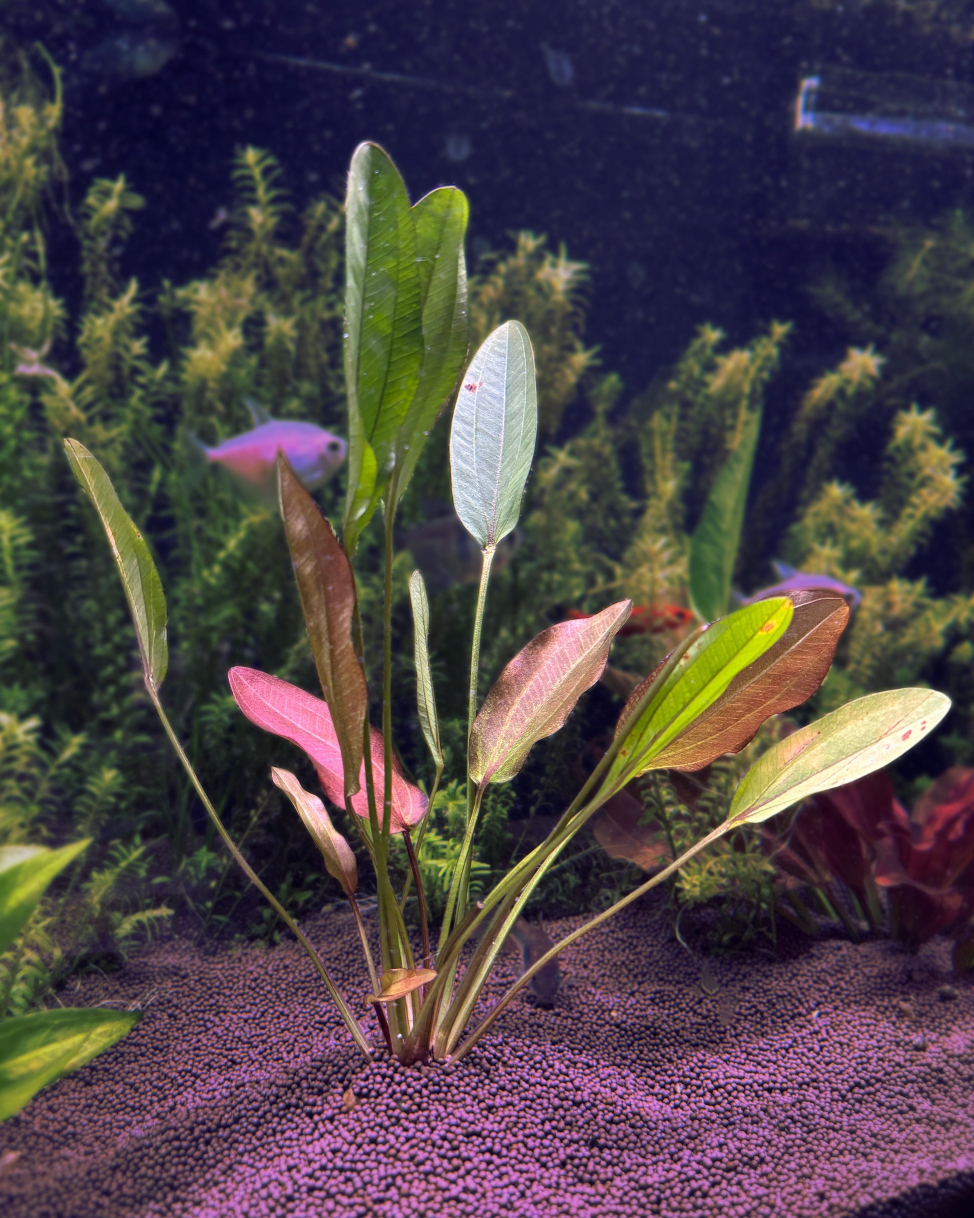 Aquatic plant with pink and green leaves on a dark background