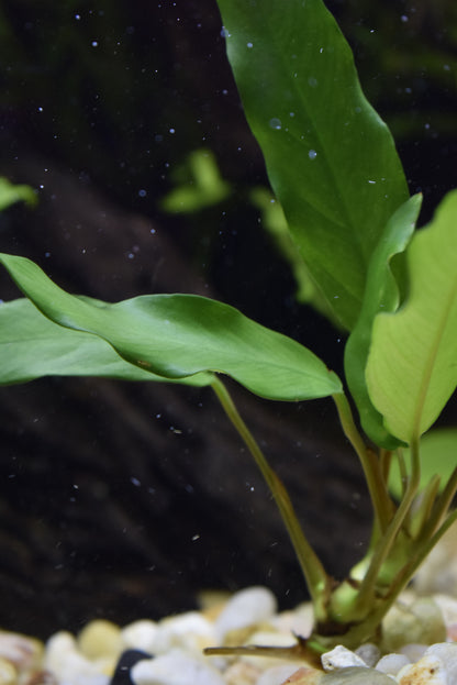 Anubias Barteri var. "Minima"