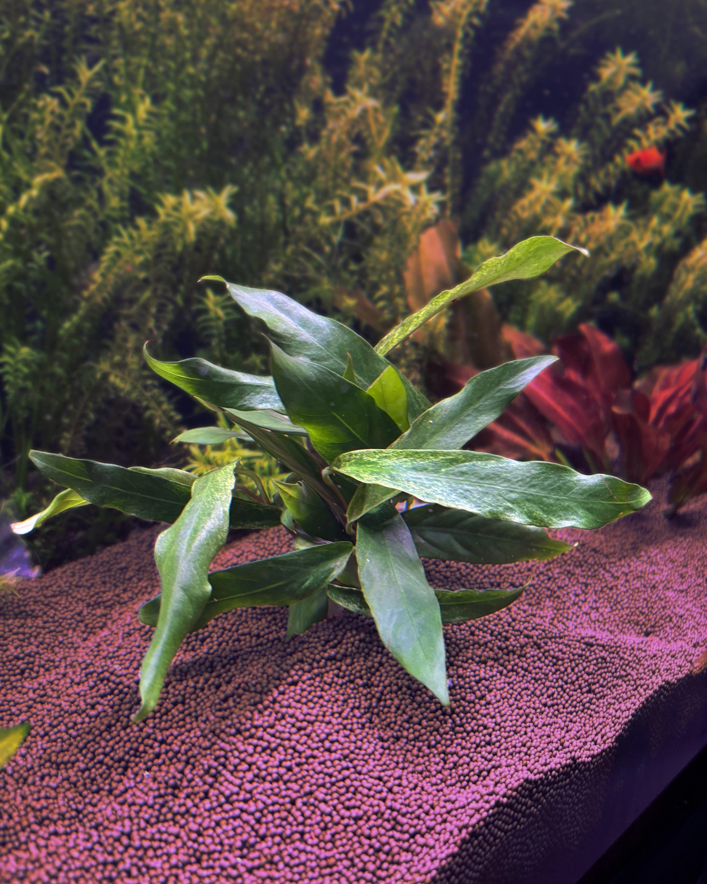 Green leafy plant on a pink substrate with blurred background