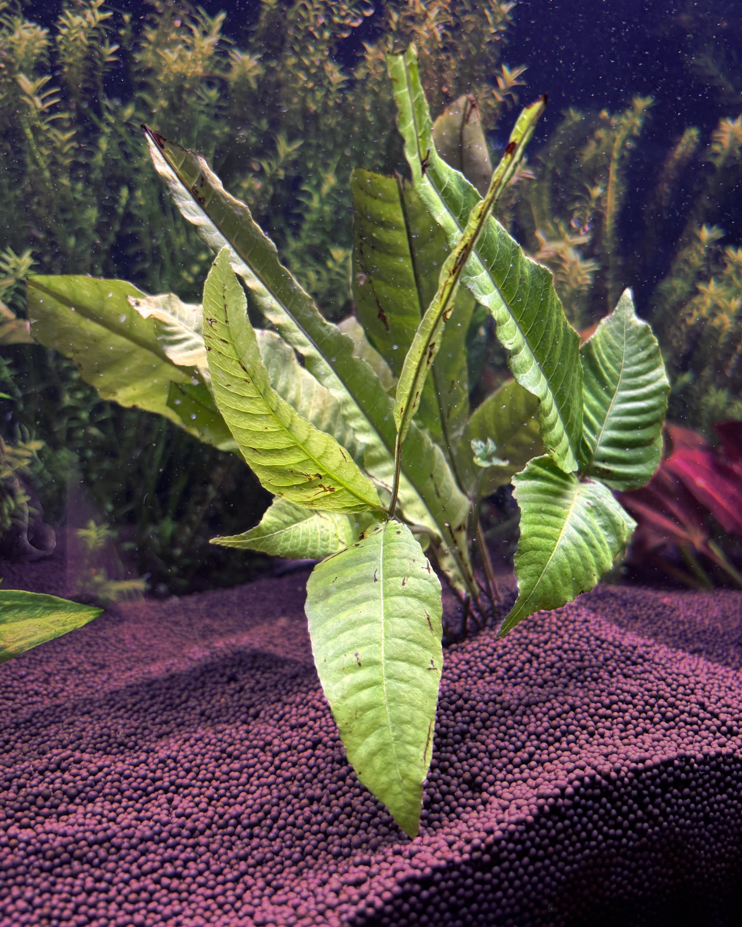 green plant on a purple substrate