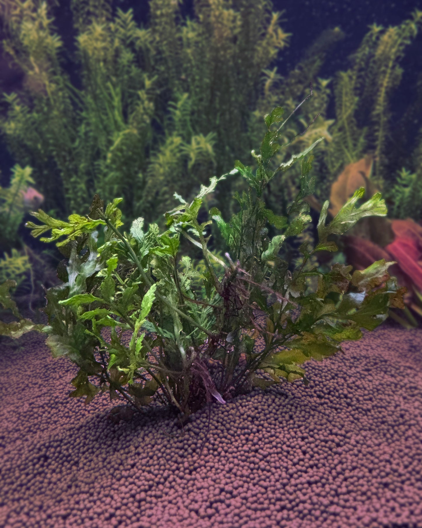 Green plants for aquarium on a dark background