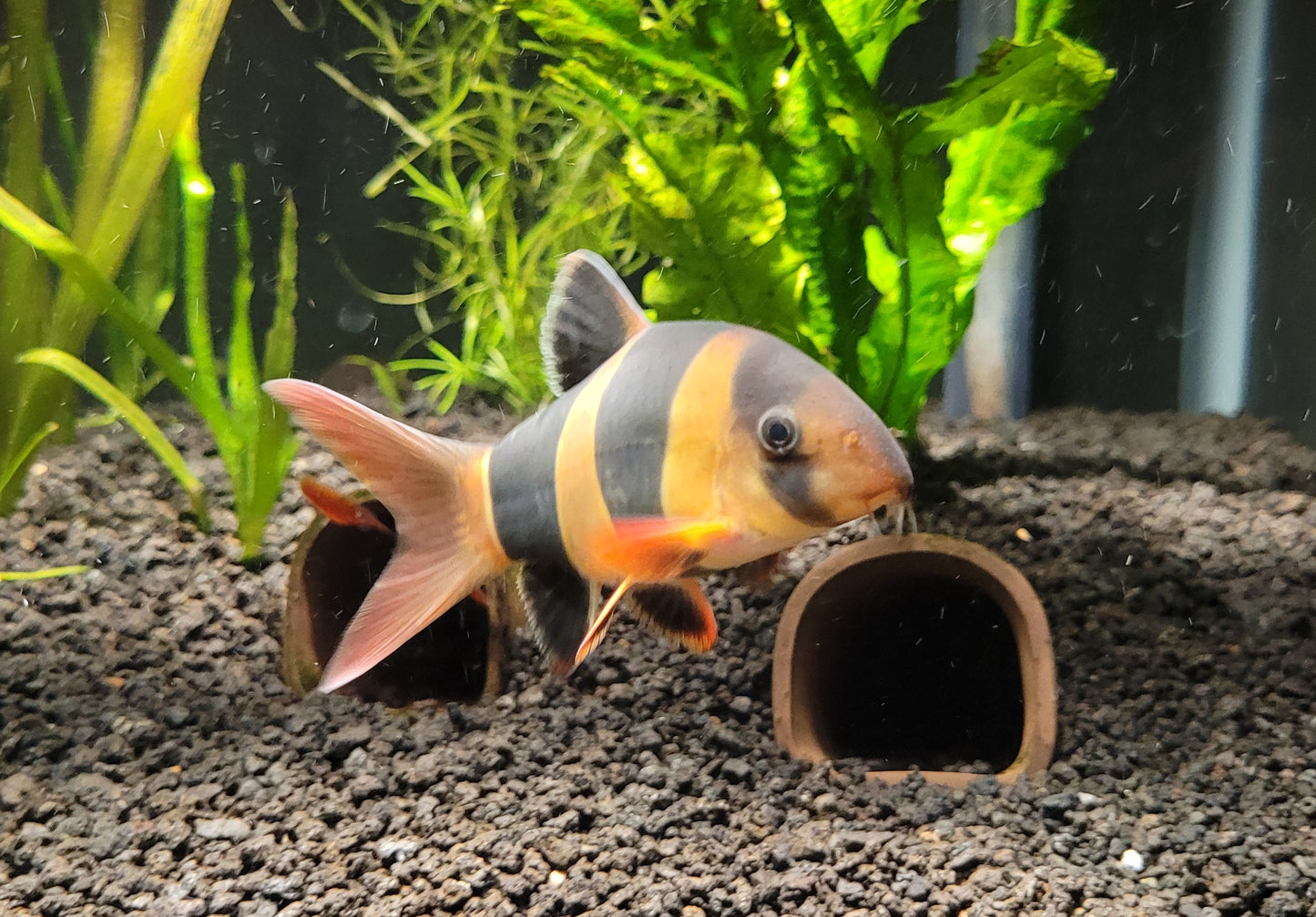 Clown Loach