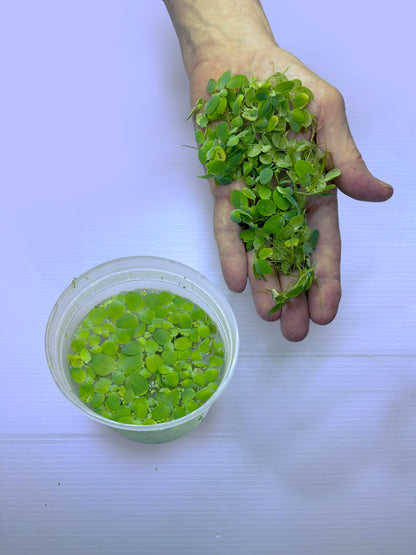 Dwarf Water Lettuce - Pistia Stratiotes