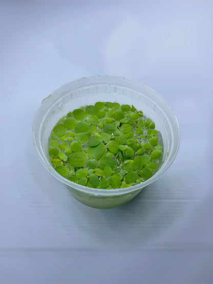 Dwarf Water Lettuce - Pistia Stratiotes